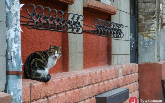 Январское солнце и котики – фото хвостатых одесситов Фото № 9 Январское солнце и котики – фото хвостатых одесситов Фото № 9