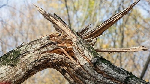 В Одессе дерево упало на дорогу Фото № 0 В Одессе дерево упало на дорогу Фото № 0