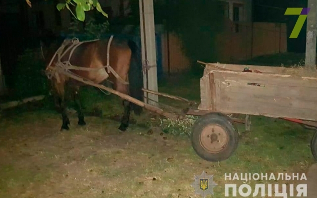 В Подольском районе насмерть сбили жеребёнка (ФОТО) Фото № 1 В Подольском районе насмерть сбили жеребёнка (ФОТО) Фото № 1