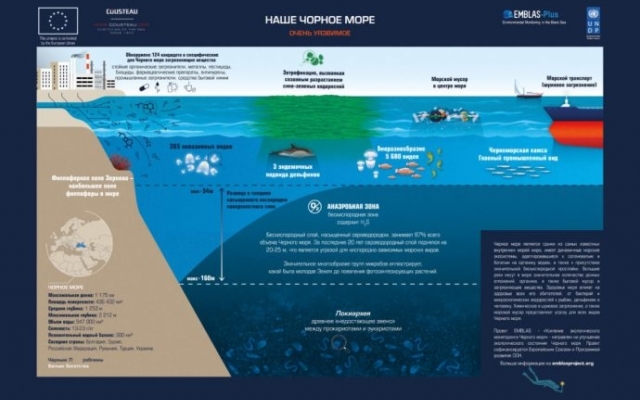 Черное море возрождается: замечены осетр и белуга Фото № 1 Черное море возрождается: замечены осетр и белуга Фото № 1