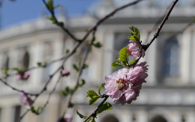 В Одессе зацвели магнолии Фото № 7 В Одессе зацвели магнолии Фото № 7