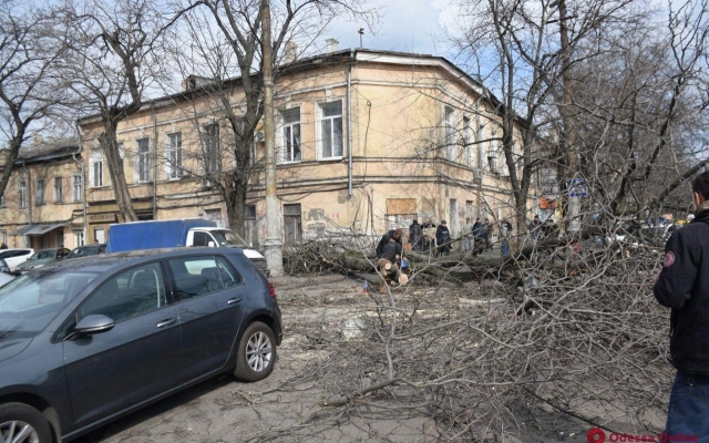 Возле Нового рынка упало дерево Фото № 8 Возле Нового рынка упало дерево Фото № 8