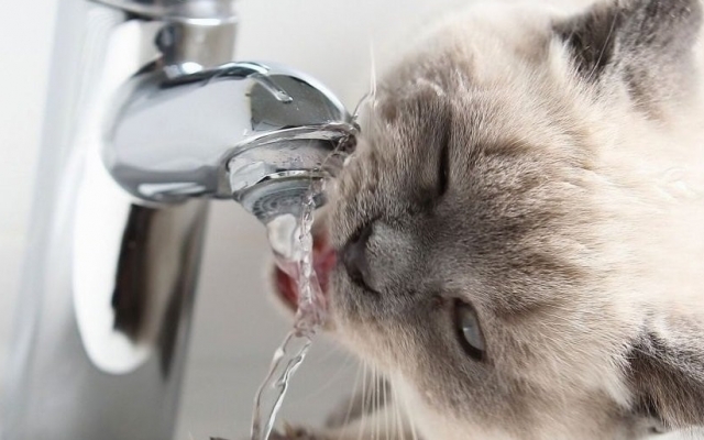 Часть поселка Котовского почти сутки проведет без воды Фото № 0 Часть поселка Котовского почти сутки проведет без воды Фото № 0
