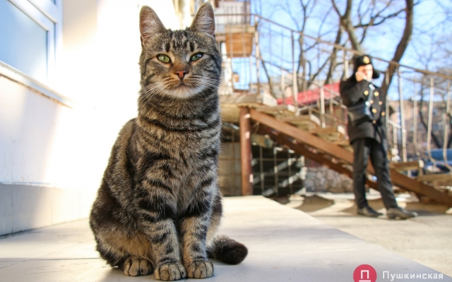 Январское солнце и котики – фото хвостатых одесситов Фото № 19 Январское солнце и котики – фото хвостатых одесситов Фото № 19