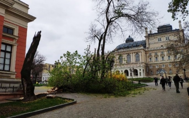Неподалёку от Одесского горсовета рухнуло дерево (ФОТО) Фото № 0 Неподалёку от Одесского горсовета рухнуло дерево (ФОТО) Фото № 0