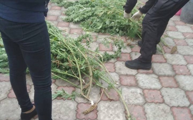 В Одесской области правоохранители изъяли 3 мешка конопли Фото № 1 В Одесской области правоохранители изъяли 3 мешка конопли Фото № 1