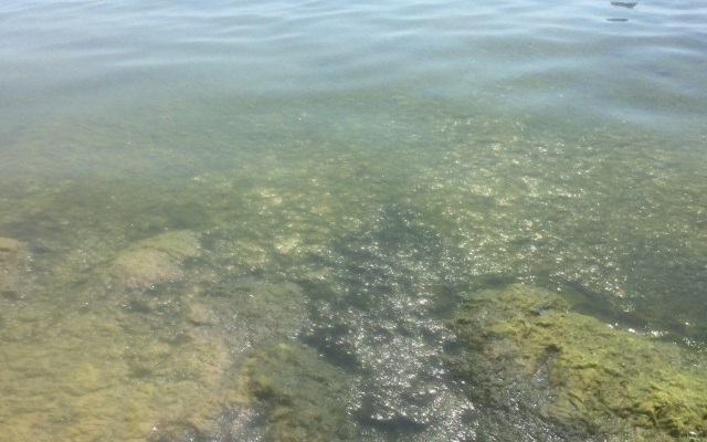 В Одесской области зацвело море Фото № 1 В Одесской области зацвело море Фото № 1