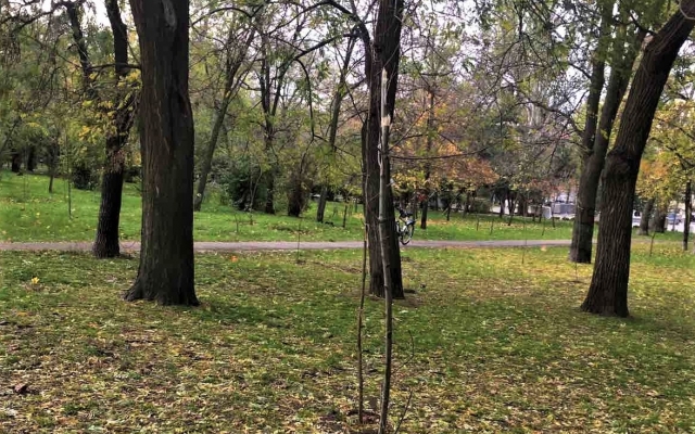 Вандалы сломали недавно высаженные деревья Фото № 2 Вандалы сломали недавно высаженные деревья Фото № 2
