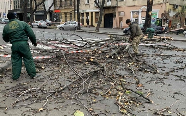 Ветер повалил в Одессе десятки деревьев Фото № 0 Ветер повалил в Одессе десятки деревьев Фото № 0