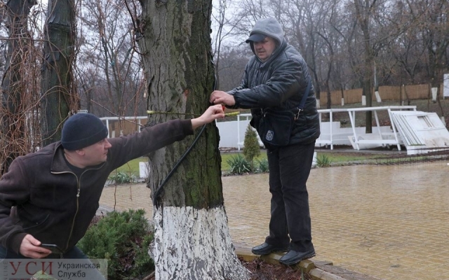 Владельцы развлекательного заведения незаконно вырубили деревья Фото № 3 Владельцы развлекательного заведения незаконно вырубили деревья Фото № 3