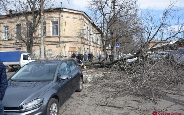 Возле Нового рынка упало дерево Фото № 6 Возле Нового рынка упало дерево Фото № 6