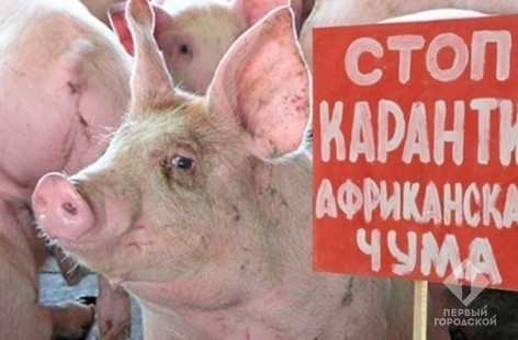 В Одесской области произошла вспышка африканской чумы Фото № 0 В Одесской области произошла вспышка африканской чумы Фото № 0