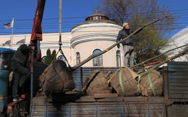 «Зеленый лист» : весенняя высадка деревьев завершена, будем ждать осени Фото № 0 «Зеленый лист» : весенняя высадка деревьев завершена, будем ждать осени Фото № 0