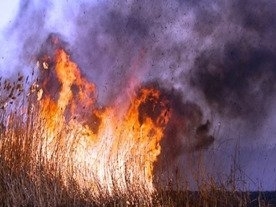 В Одесской области горит заповедник Фото № 0 В Одесской области горит заповедник Фото № 0