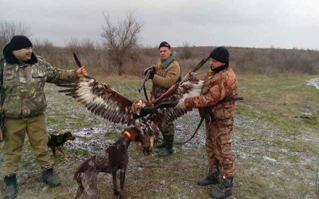 Краснокнижный степной орел стал жертвой полицейского беспредела Фото № 0 Краснокнижный степной орел стал жертвой полицейского беспредела Фото № 0