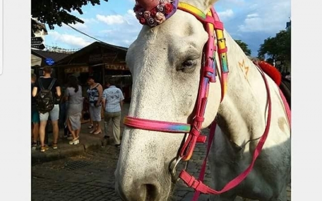 Одесситы в шоке от обращения с лошадьми на Дерибасовской (ФОТО) Фото № 0 Одесситы в шоке от обращения с лошадьми на Дерибасовской (ФОТО) Фото № 0