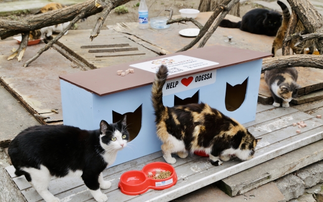 Кошкино новоселье – волонтеры установили еще три домика для котов  Фото № 3