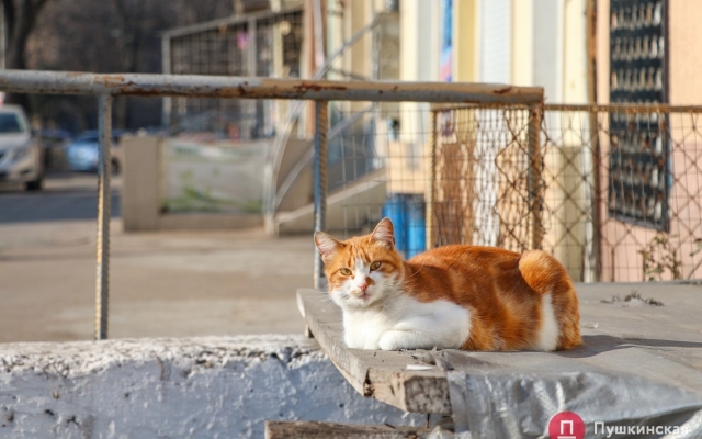 Январское солнце и котики – фото хвостатых одесситов Фото № 1 Январское солнце и котики – фото хвостатых одесситов Фото № 1