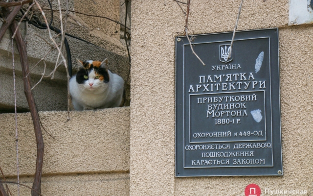 Январское солнце и котики – фото хвостатых одесситов Фото № 20 Январское солнце и котики – фото хвостатых одесситов Фото № 20