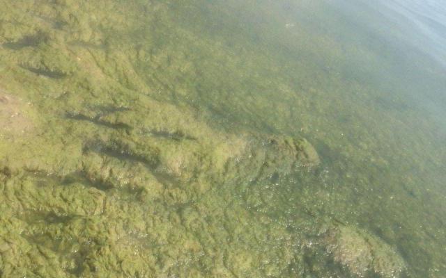 В Одесской области зацвело море Фото № 2 В Одесской области зацвело море Фото № 2