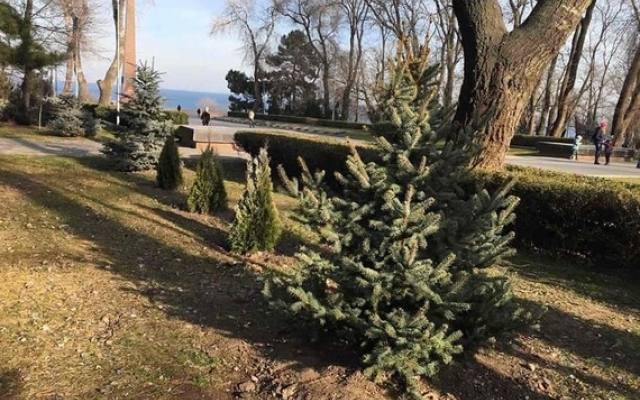 В Шевченковском парке высадили новую елку вместо срубленной вандалами Фото № 0 В Шевченковском парке высадили новую елку вместо срубленной вандалами Фото № 0