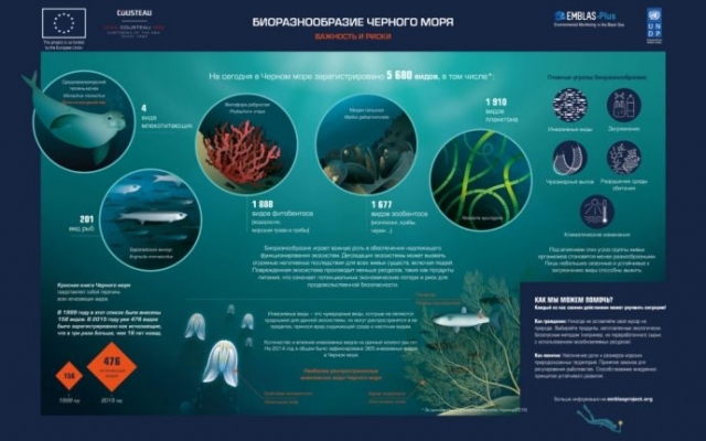 Черное море возрождается: замечены осетр и белуга Фото № 4 Черное море возрождается: замечены осетр и белуга Фото № 4