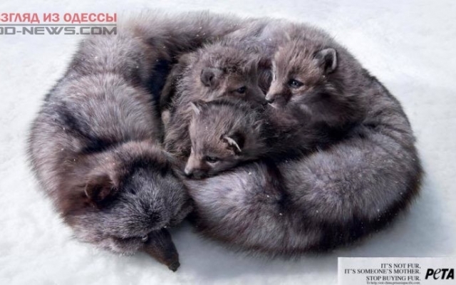 В Одессе пройдет Всеукраинский марш в защиту прав животных Фото № 0 В Одессе пройдет Всеукраинский марш в защиту прав животных Фото № 0