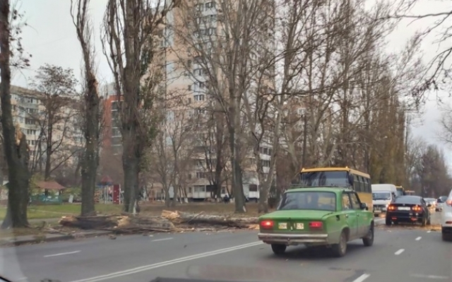 Ветер повалил в Одессе десятки деревьев Фото № 1 Ветер повалил в Одессе десятки деревьев Фото № 1