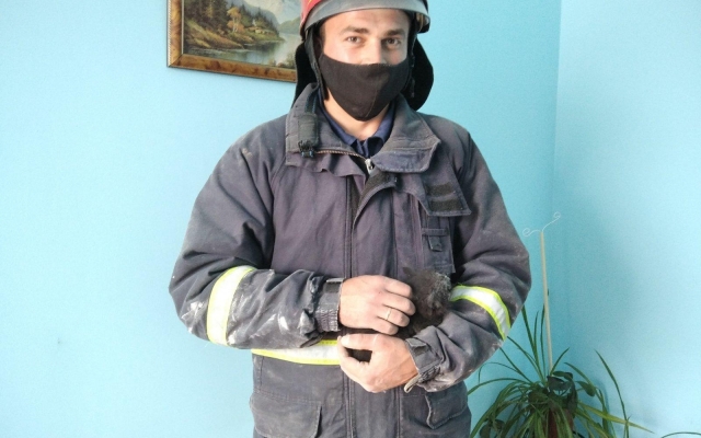 В Подольске спасатели вытащили котенка из вентиляционной шахты Фото № 0 В Подольске спасатели вытащили котенка из вентиляционной шахты Фото № 0