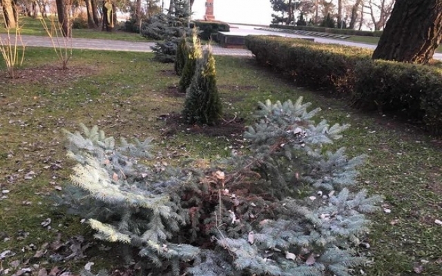 В Шевченковском парке высадили новую елку вместо срубленной вандалами Фото № 2 В Шевченковском парке высадили новую елку вместо срубленной вандалами Фото № 2