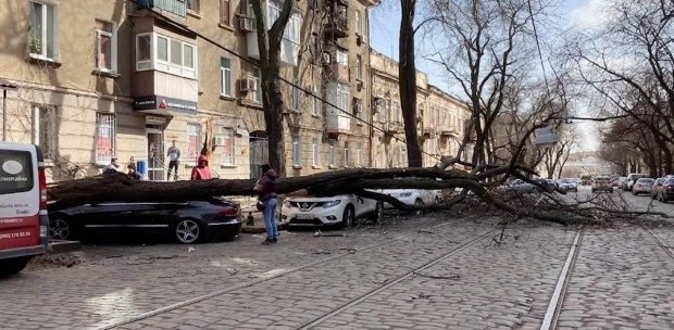 Ветер повалил почти 150 деревьев и оставил одесситов без тепла Фото № 1 Ветер повалил почти 150 деревьев и оставил одесситов без тепла Фото № 1