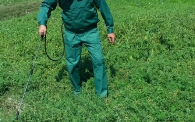 В Одессе борются с амброзией Фото № 4 В Одессе борются с амброзией Фото № 4