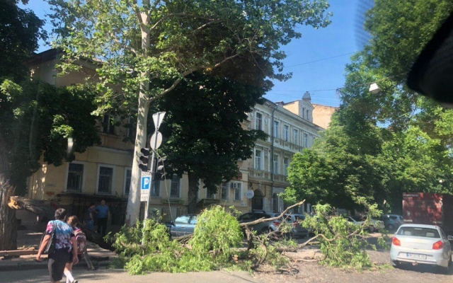 Из-за упавшей ветки на Спиридоновской затруднено движение Фото № 2 Из-за упавшей ветки на Спиридоновской затруднено движение Фото № 2