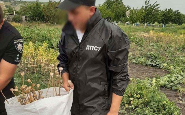 Житель Захаровского района усеял поле опийным маком Фото № 0 Житель Захаровского района усеял поле опийным маком Фото № 0