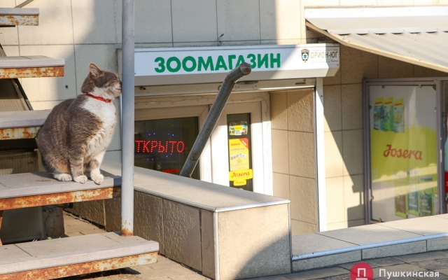Январское солнце и котики – фото хвостатых одесситов Фото № 2 Январское солнце и котики – фото хвостатых одесситов Фото № 2
