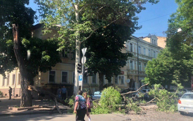 Из-за упавшей ветки на Спиридоновской затруднено движение Фото № 1 Из-за упавшей ветки на Спиридоновской затруднено движение Фото № 1