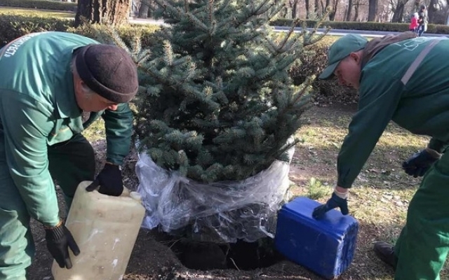В Шевченковском парке высадили новую елку вместо срубленной вандалами Фото № 1 В Шевченковском парке высадили новую елку вместо срубленной вандалами Фото № 1