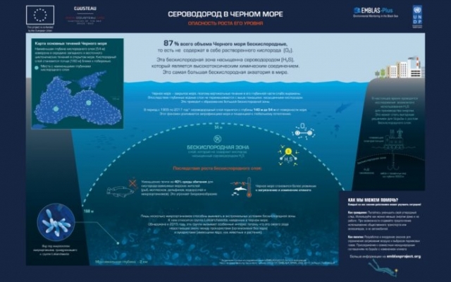 Черное море возрождается: замечены осетр и белуга Фото № 3 Черное море возрождается: замечены осетр и белуга Фото № 3