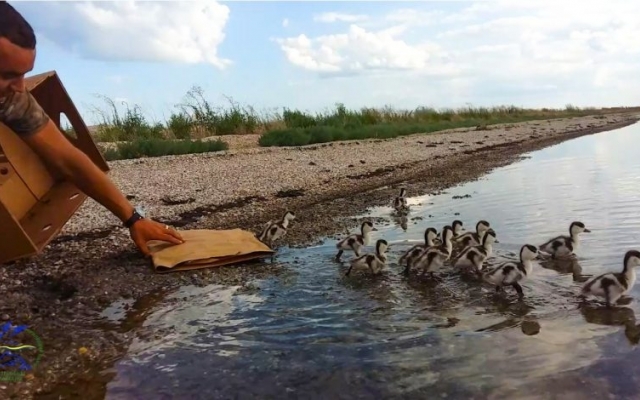 В «Тузловских лиманах» спасли птенцов пеганки Фото № 0 В «Тузловских лиманах» спасли птенцов пеганки Фото № 0
