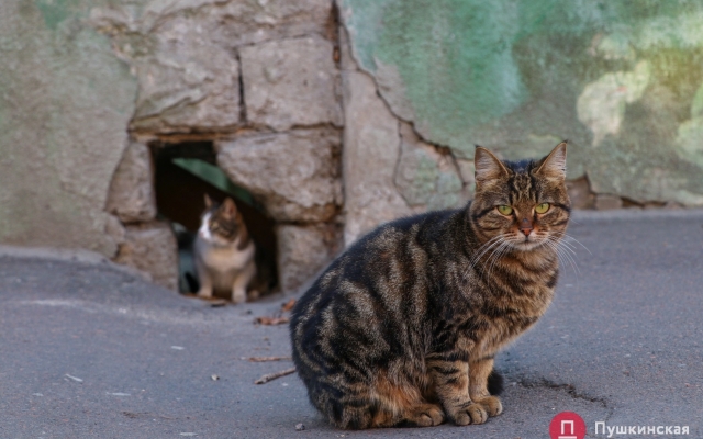 Январское солнце и котики – фото хвостатых одесситов Фото № 13 Январское солнце и котики – фото хвостатых одесситов Фото № 13