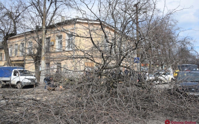 Возле Нового рынка упало дерево Фото № 4 Возле Нового рынка упало дерево Фото № 4