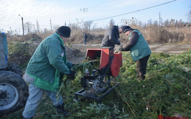 В Одессе утилизируют рекордное количество брошенных елок Фото № 0 В Одессе утилизируют рекордное количество брошенных елок Фото № 0