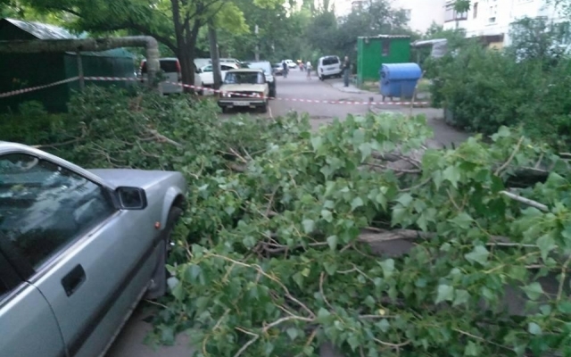 Рухнул огромный тополь и перегородил межквартальный проезд Фото № 2 Рухнул огромный тополь и перегородил межквартальный проезд Фото № 2