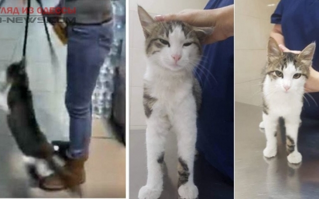 Кота, над которым одесситка издевалась в супермаркете, отдали добрые руки Фото № 0 Кота, над которым одесситка издевалась в супермаркете, отдали добрые руки Фото № 0