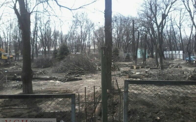 Пока все на карантине, застройщики вырубают зеленые насаждения Фото № 1 Пока все на карантине, застройщики вырубают зеленые насаждения Фото № 1