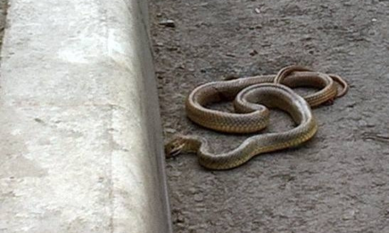 Жители поселка Котовского заметили змею на улице