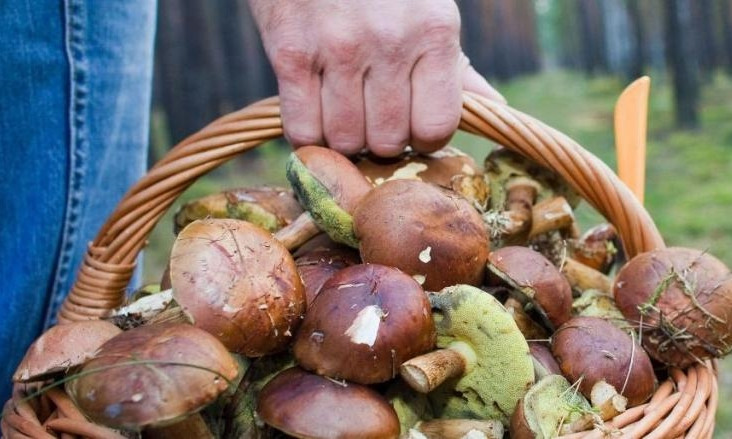 Одесситы продолжают травиться грибами - новые случаи и годовой рекорд