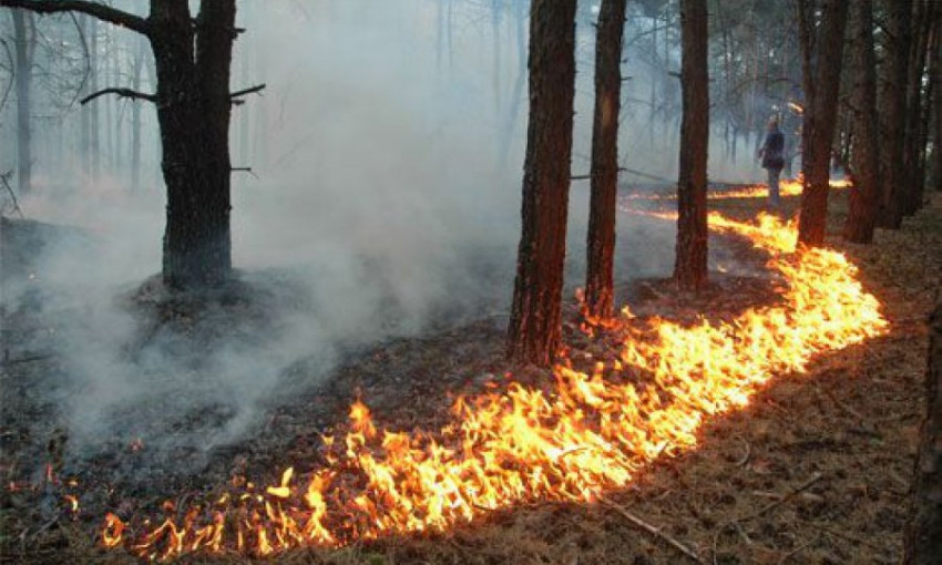 В Вилково от огня спасали сосновый лес