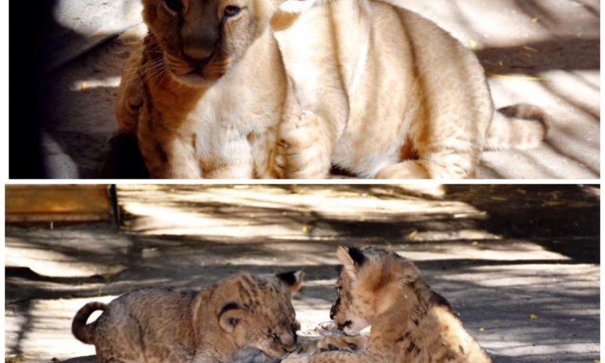 В Одесском зоопарке родились львята 