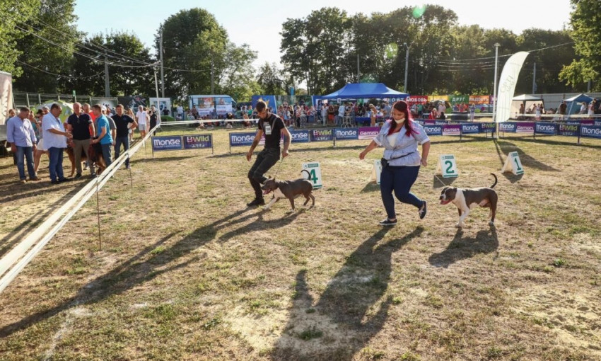 В Одессе прошла международная выставка собак